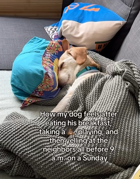 How my dog feels after eating his breakfast, taking a playing, and then yelling at the neighbors all before 9 a.m. on a Sunday