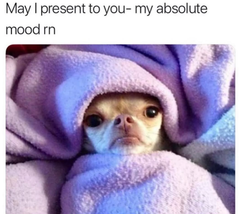 May I present to you- my absolute mood rn
