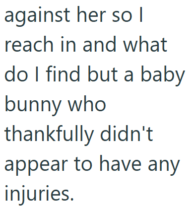 against her so | reach in and what do I find but a baby bunny who thankfully didn't appear to have any injuries.
