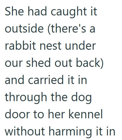 She had caught it outside (there's a rabbit nest under our shed out back) and carried it in through the dog door to her kennel without harming it in