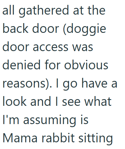 all gathered at the back door (doggie door access was denied for obvious reasons). I go have a look and I see what I'm assuming is Mama rabbit sitting