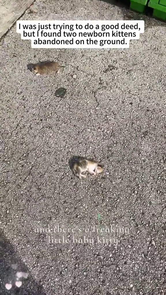 I was just trying to do a good deed, but I found two newborn kittens abandoned on the ground. and there's o freaking little baby kitty