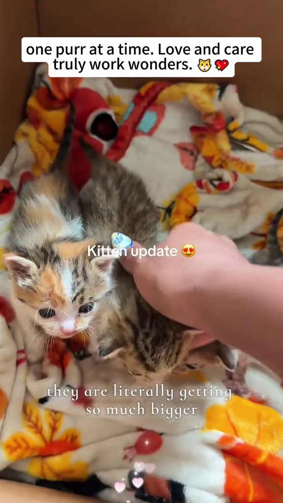 one purr at a time. Love and care truly work wonders. Kitten update they are literally getting so much bigger