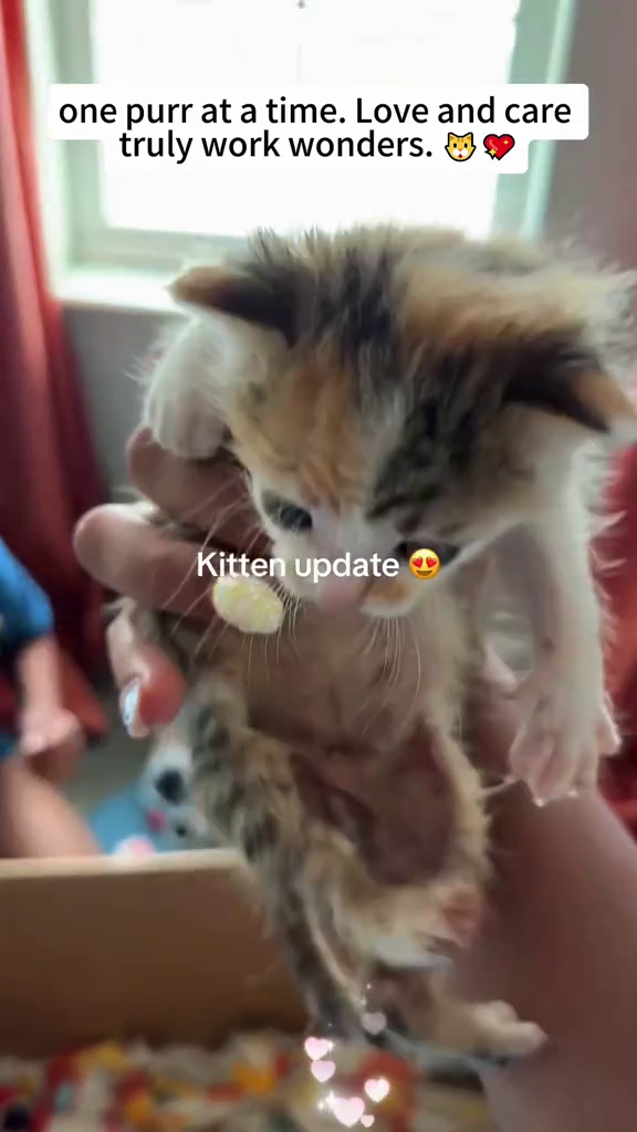 one purr at a time. Love and care truly work wonders. Kitten update