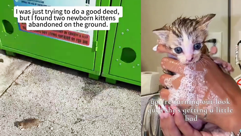 I was just trying to do a good deed, but I found two newborn kittens abandoned on the ground. you're turning out look guys she's getting a little bad