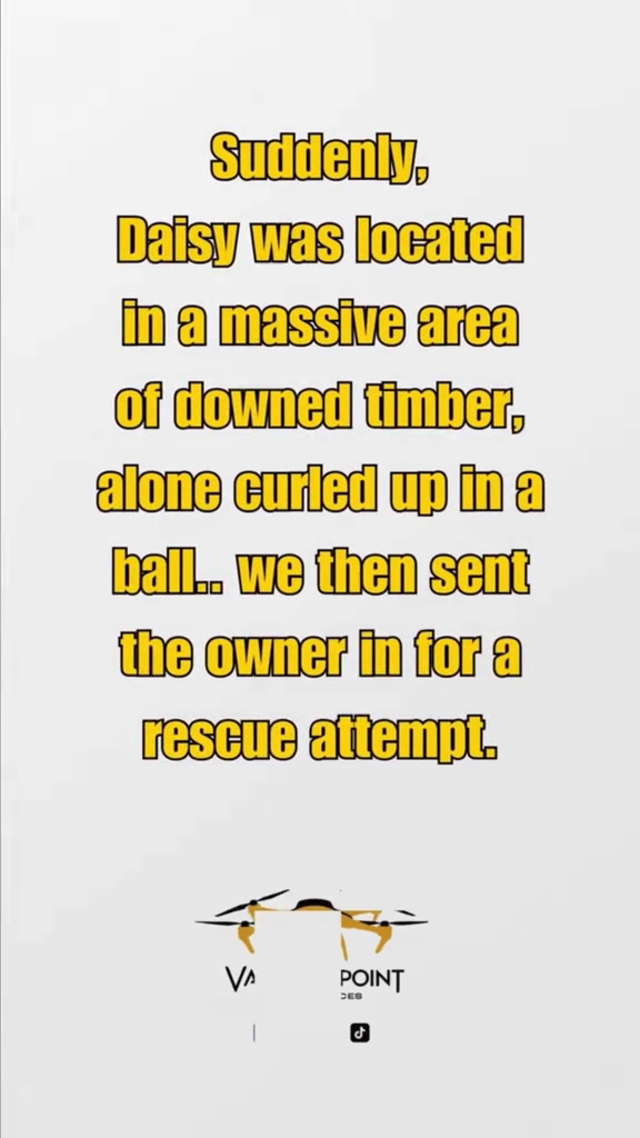 Suddenly, Daisy was located in a massive area of downed timber, alone curled up in a ball.. we then sent the owner in for a rescue attempt. VA POINT DES