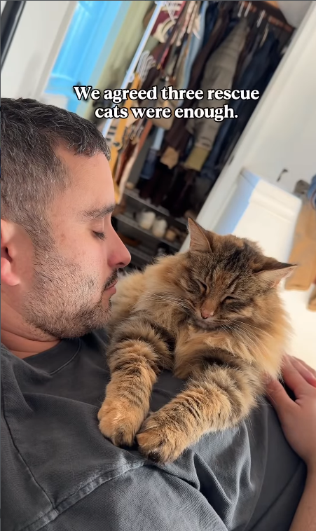 We agreed three rescue cats were enough.