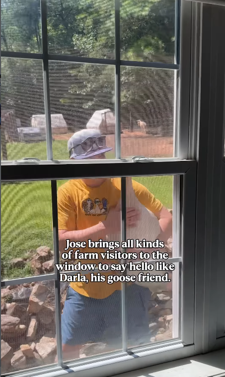 Jose brings all kinds of farm visitors to the window-to say hello like Darla, his goose friend.