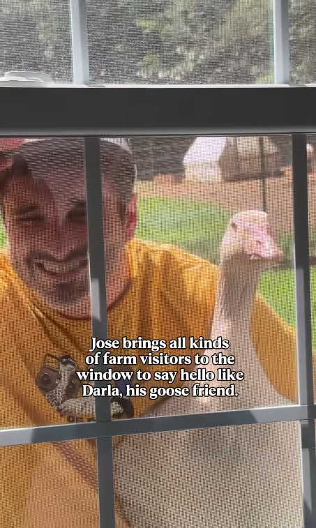 Jose brings all kinds of farm visitors to the window to say hello like Darla, his goose friend.