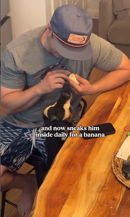 NA and now sneaks him inside daily for a banana.