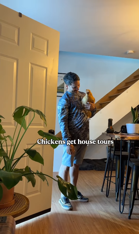 Chickens get house tours