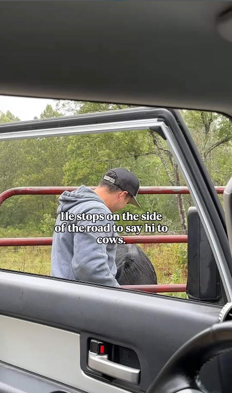 He stops on the side of the road to say hi to COWS.