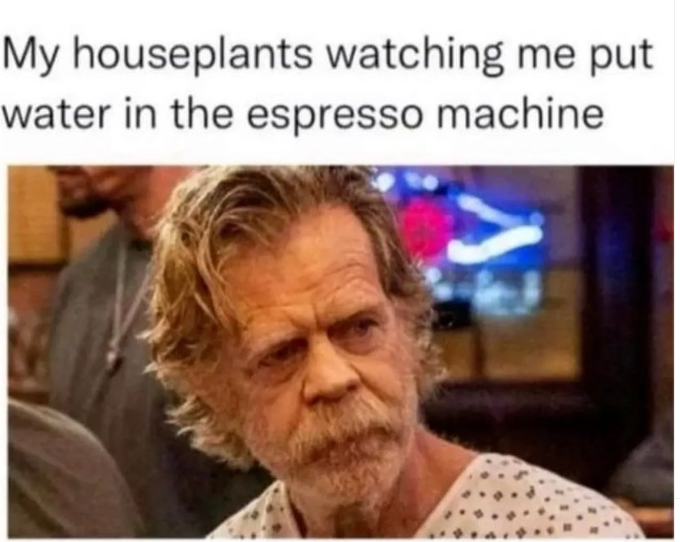 My houseplants watching me put water in the espresso machine