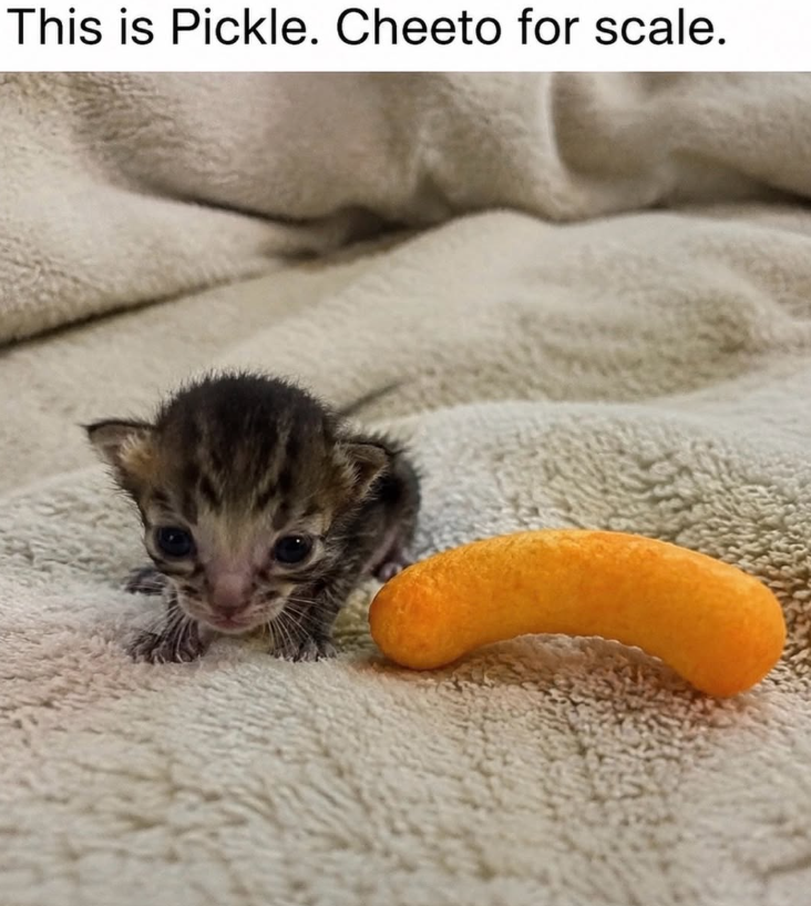 This is Pickle. Cheeto for scale.