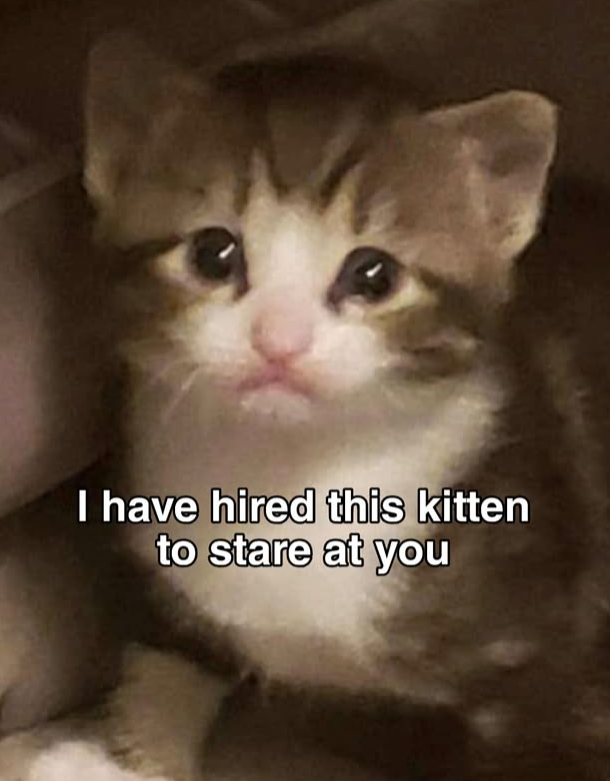I have hired this kitten to stare at you