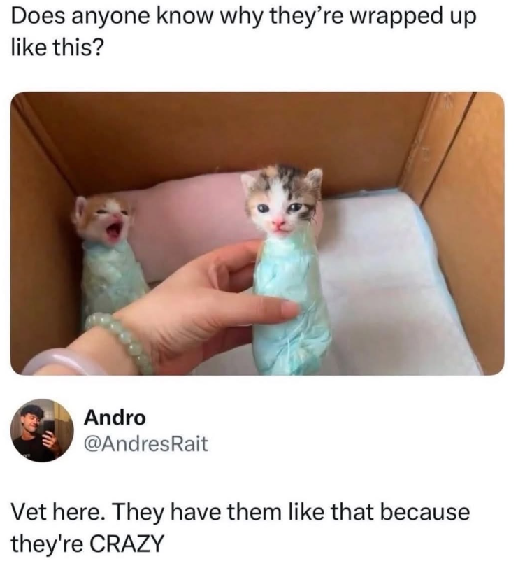 Does anyone know why they're wrapped up like this? Andro @AndresRait Vet here. They have them like that because they're CRAZY