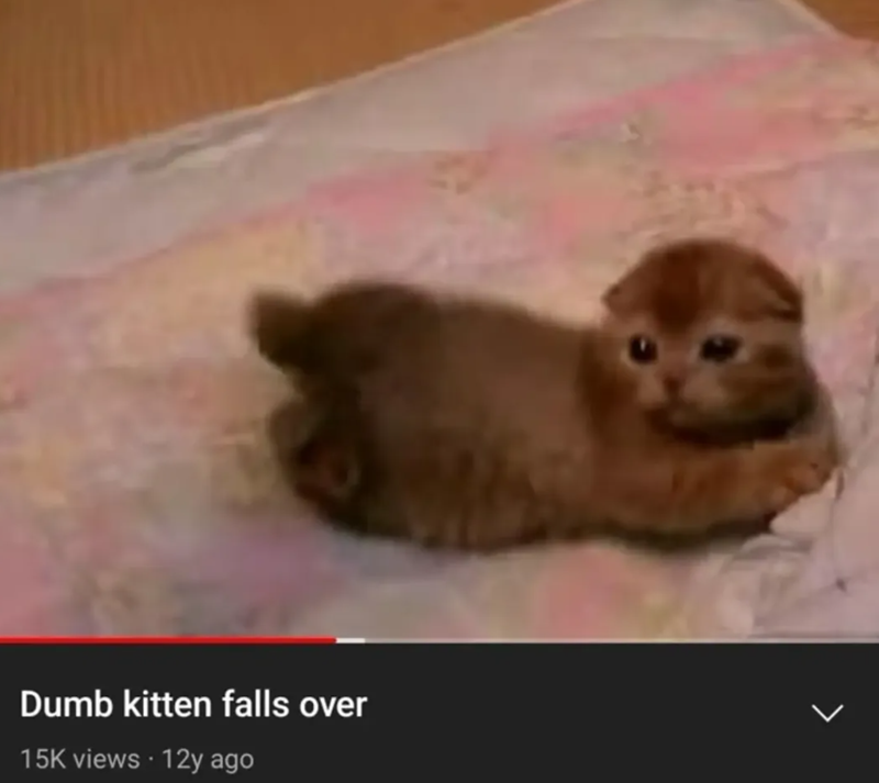 Dumb kitten falls over 15K views • 12y ago L