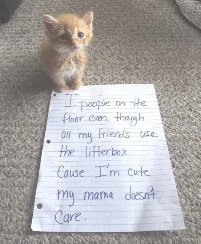 I poopie on the floor even though all my friends use the litter box. Cause I'm cute my mama doesnt Care.