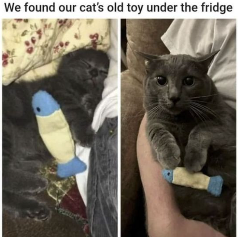 We found our cat's old toy under the fridge