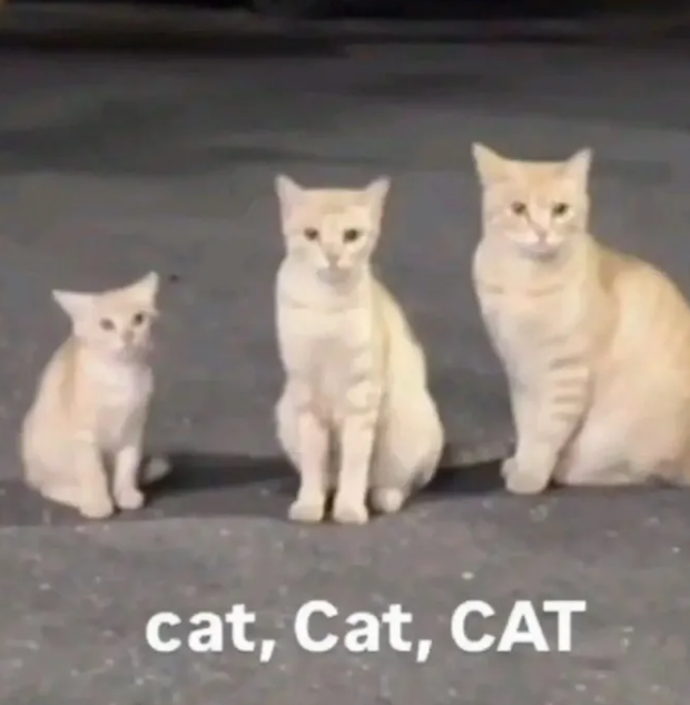 B cat, Cat, CAT