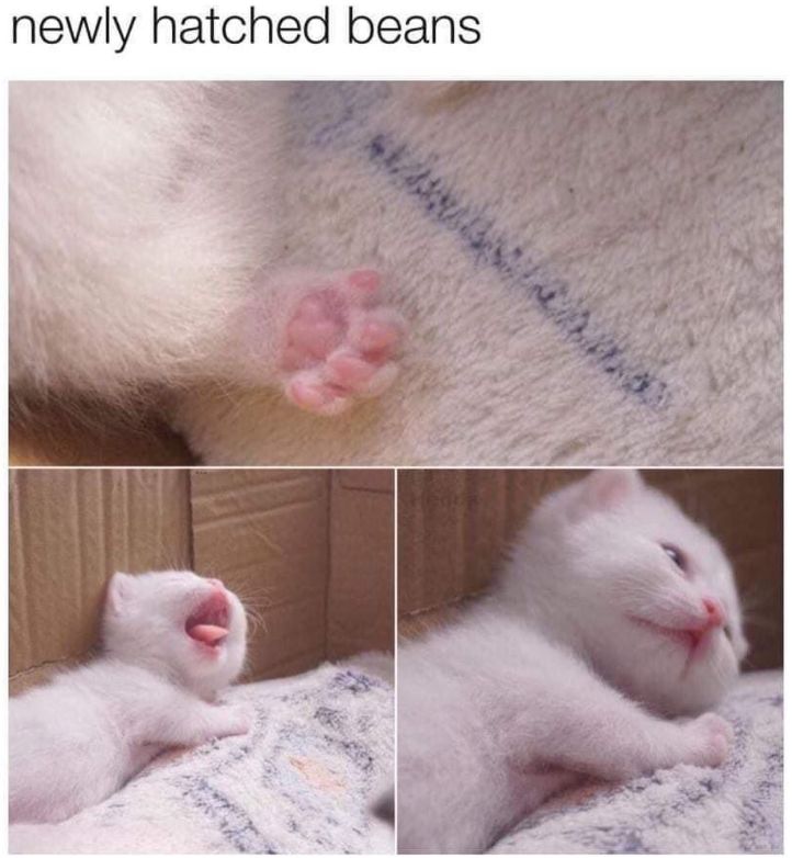newly hatched beans
