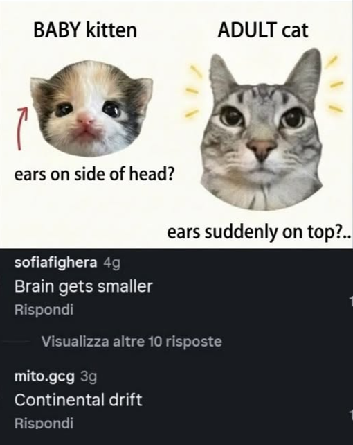 BABY kitten ADULT cat ears on side of head? ears suddenly on top?.. sofiafighera 4g Brain gets smaller Rispondi Visualizza altre 10 risposte mito.gcg 3g Continental drift Rispondi 1 1