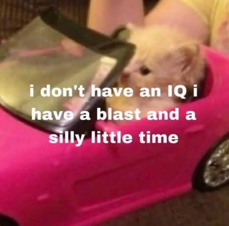 i don't have an IQ i have a blast and a silly little time