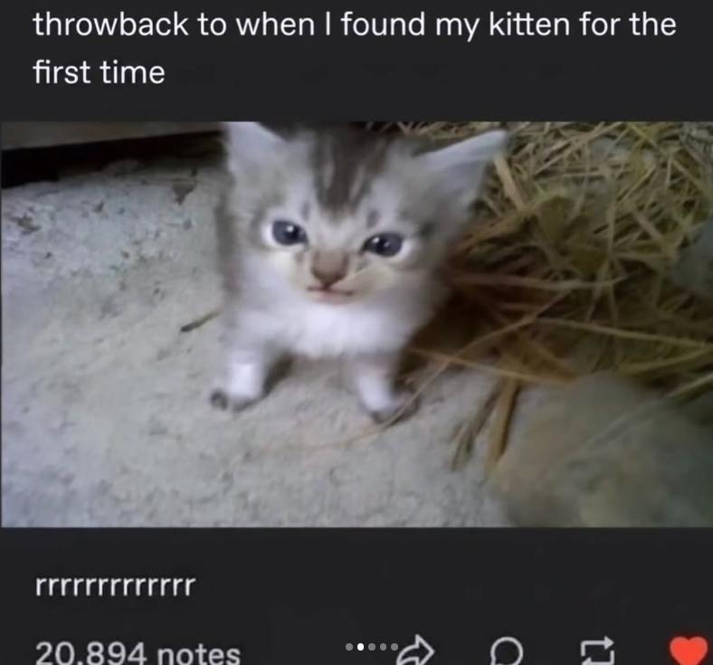 throwback to when I found my kitten for the first time rrrrrrrrrrrrr 20.894 notes VE 1