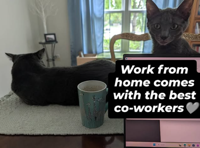 Work from home comes with the best co-workers Cl