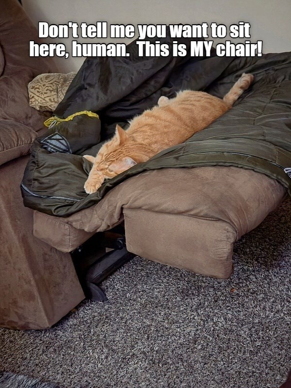 Don't tell me you want to sit here, human. This is MY chair!