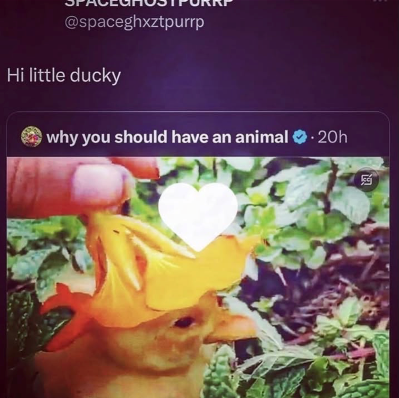 @spaceghxztpurrp Hi little ducky why you should have an animal .20h