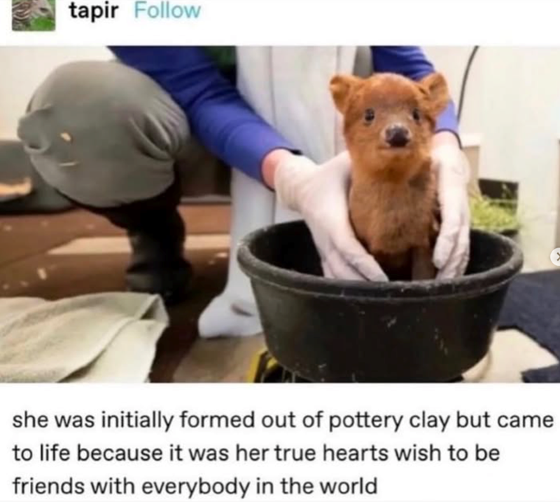 tapir Follow she was initially formed out of pottery clay but came to life because it was her true hearts wish to be friends with everybody in the world