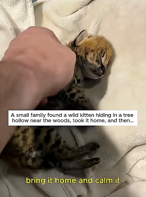 A small family found a wild kitten hiding in a tree hollow near the woods, took it home, and then... bring it home and calm it