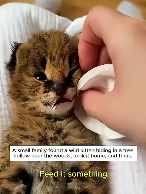 A small family found a wild kitten hiding in a tree hollow near the woods, took it home, and then... Feed it something
