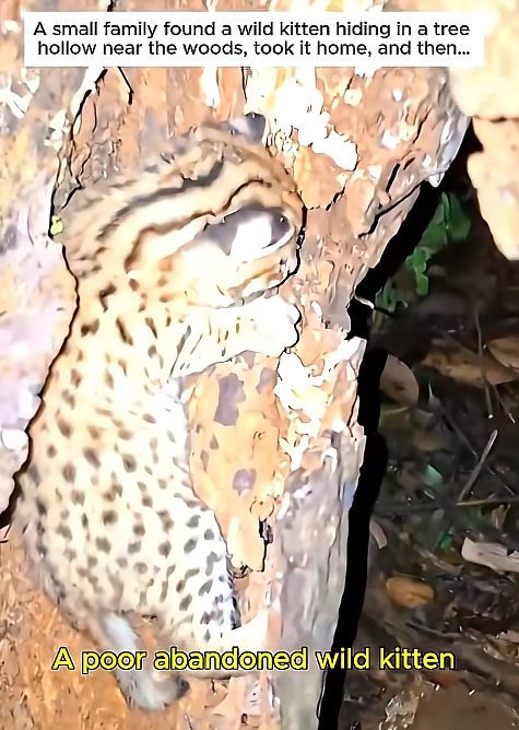 A small family found a wild kitten hiding in a tree hollow near the woods, took it home, and then... A poor abandoned wild kitten