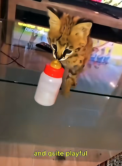 SHIPE and quite playful