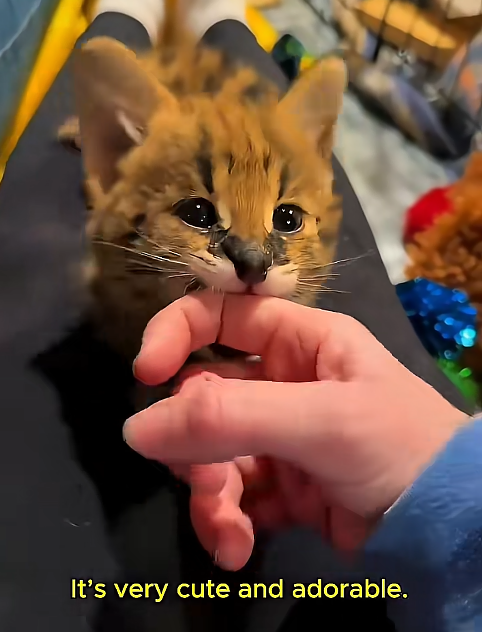It's very cute and adorable.