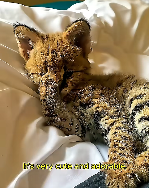 It's very cute and adorable.