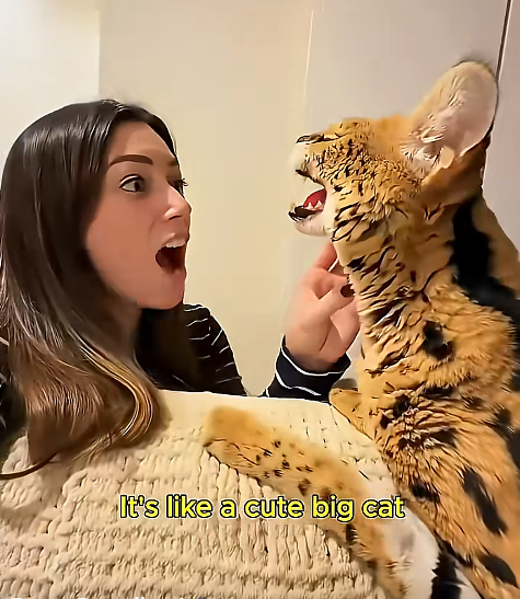 It's like a cute big cat