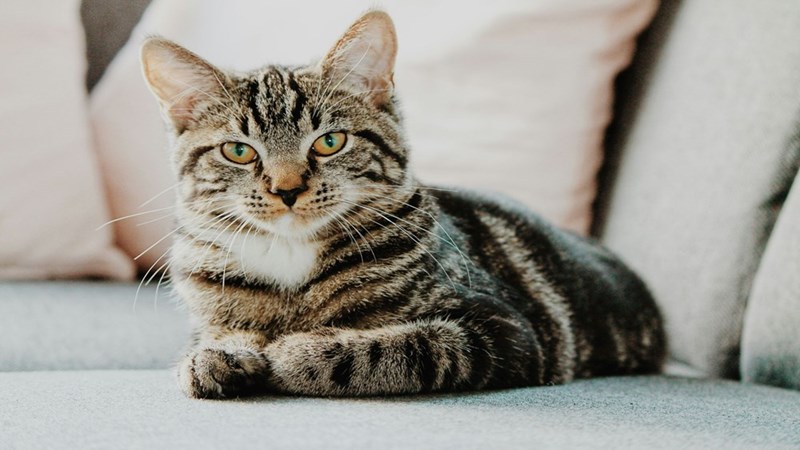 A cat laying on a couch.
