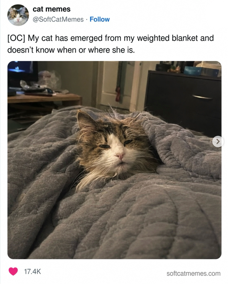 cat memes @SoftCat Memes • Follow [OC] My cat has emerged from my weighted blanket and doesn't know when or where she is. 17.4K softcatmemes.com