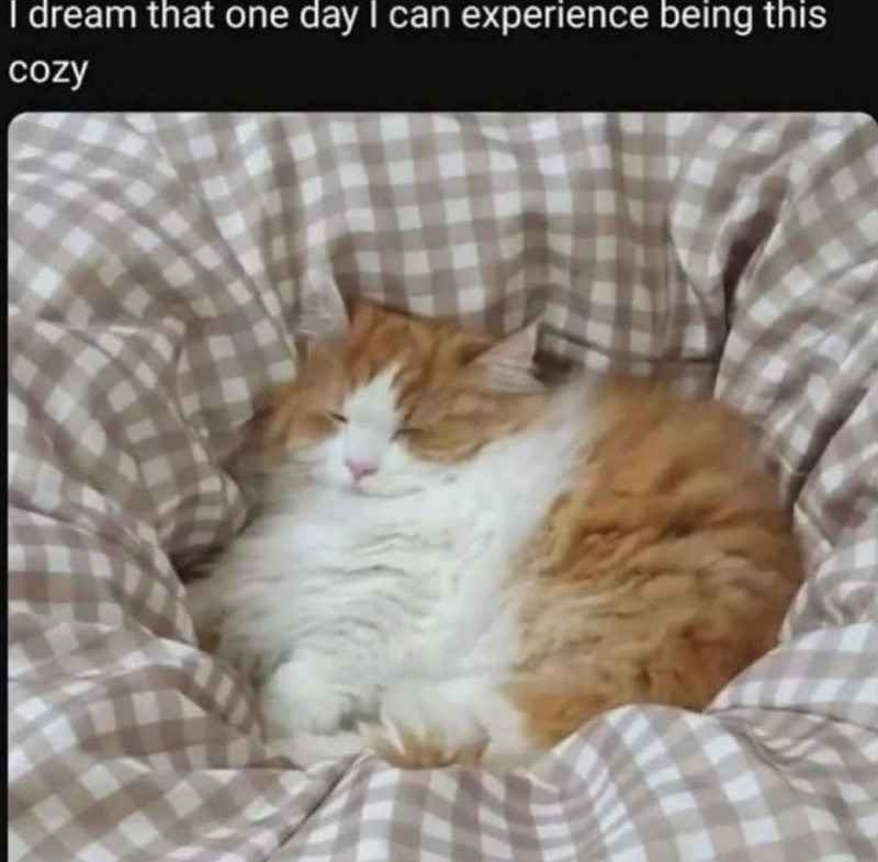 I dream that one day I can experience being this cozy