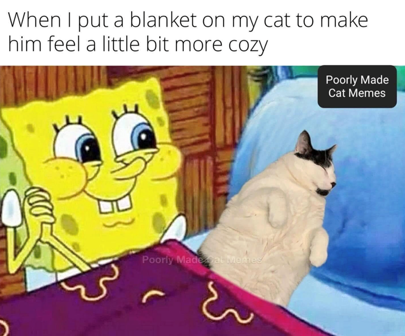 When I put a blanket on my cat to make him feel a little bit more cozy Poorly Made at Memes Poorly Made Cat Memes