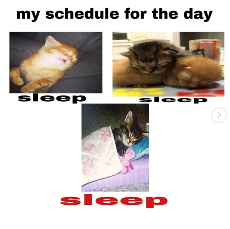 my schedule for the day sleep sleep sleep