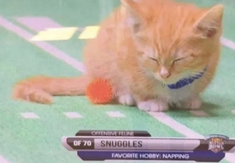 OF 70 OFFENSIVE FEUNE SNUGGLES FAVORITE HOBBY: NAPPING