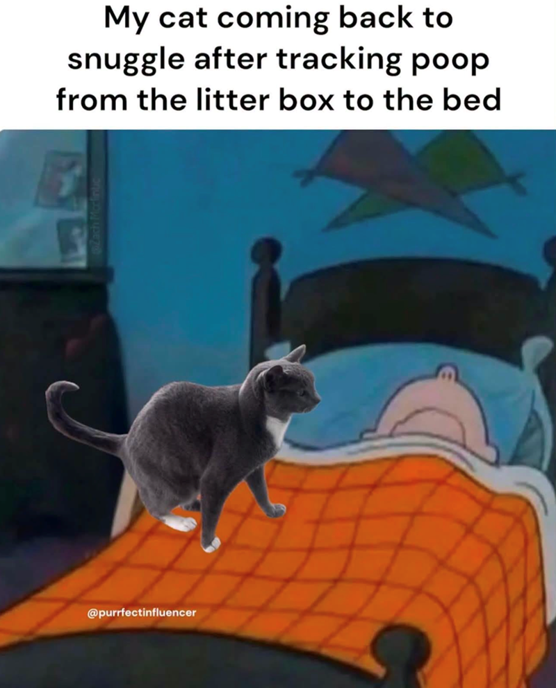 My cat coming back to snuggle after tracking poop from the litter box to the bed @purrfectinfluencer