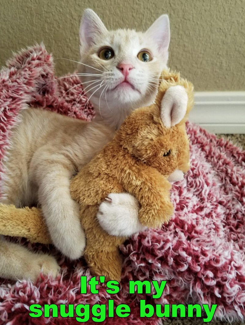 It's my snuggle bunny