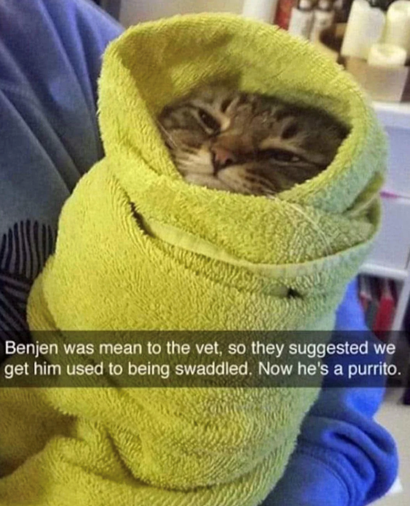 Benjen was mean to the vet, so they suggested we get him used to being swaddled. Now he's a purrito.
