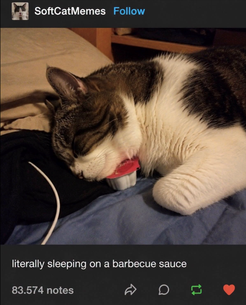 SoftCatMemes Follow literally sleeping on a barbecue sauce 83.574 notes D