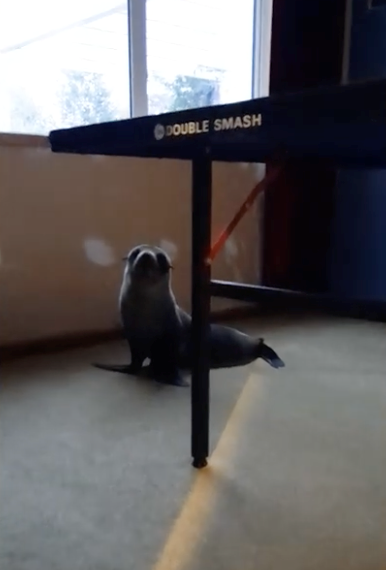 DOUBLE SMASH